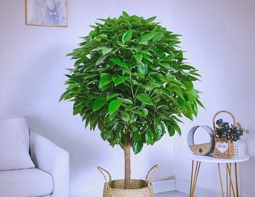 观叶树有哪些？如何选择适合室内外种植的观叶植物？