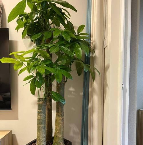 发财树有哪些品种？发财树品种的选择标准是什么？