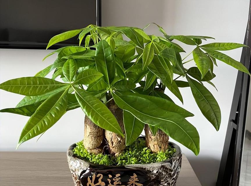 发财树有哪些品种？发财树品种的选择标准是什么？