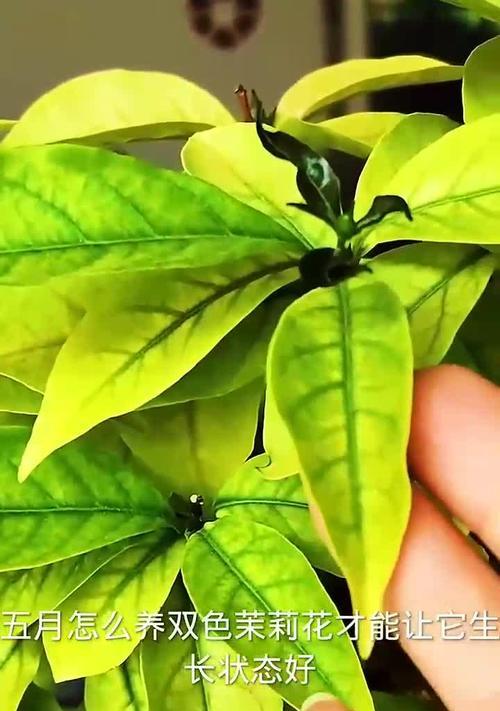 双色茉莉剪枝的最佳时期是什么时候？