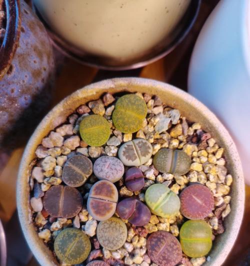 哪种生石花品种最好？生石花的养护要点是什么？