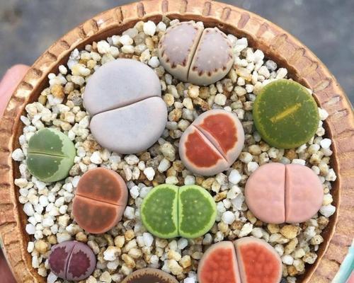 哪种生石花品种最好？生石花的养护要点是什么？