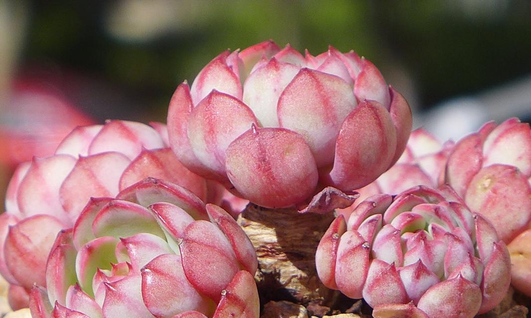 哪种生石花品种最好？生石花的养护要点是什么？