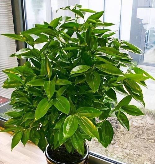 家庭中哪些植物容易养活？