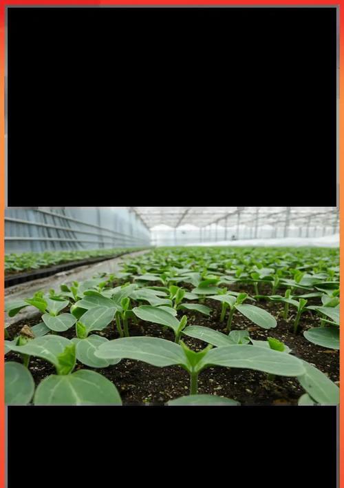 草炭地种植指南：哪些植物最适合在草炭地生长？