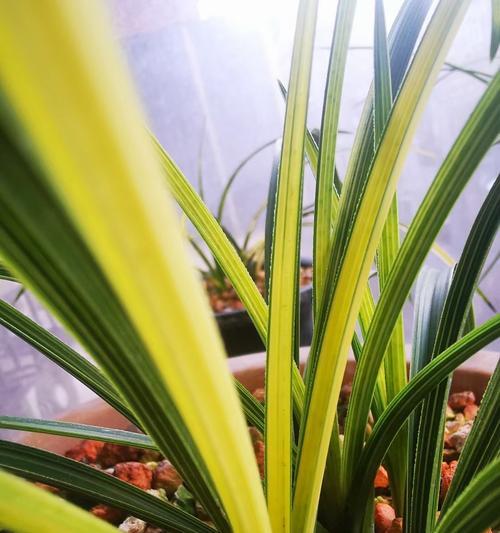 草炭地种植指南：哪些植物最适合在草炭地生长？