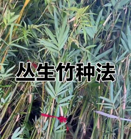 竹子种植的步骤和技巧有哪些？