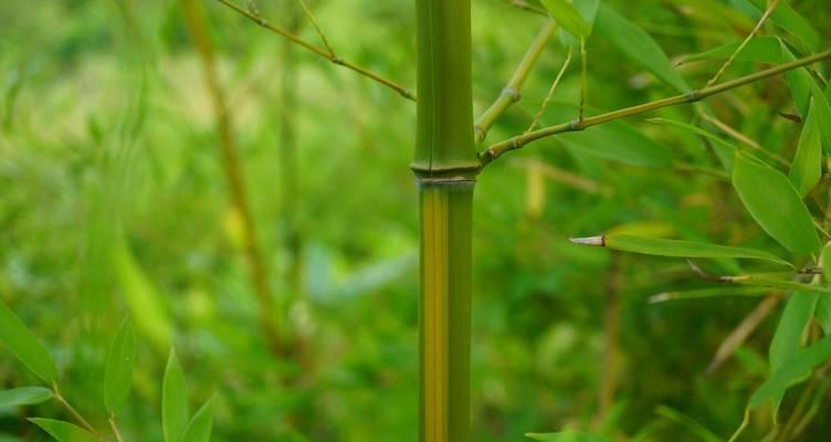 竹子种植的步骤和技巧有哪些？