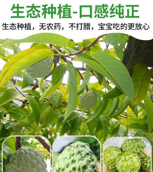 释迦果品种众多，如何挑选最佳的释迦果品种？