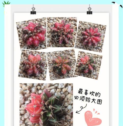 仙人球种植的步骤和注意事项是什么？