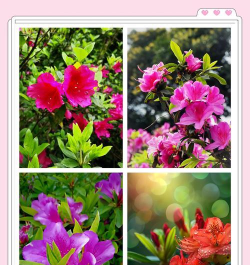 杜鹃花什么时候开？如何确保杜鹃花的健康生长？