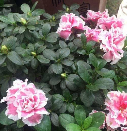 杜鹃花什么时候开？如何确保杜鹃花的健康生长？