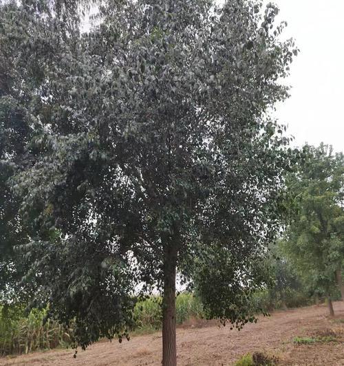 丝棉木的品种有哪些？丝棉木的种植和养护要点是什么？