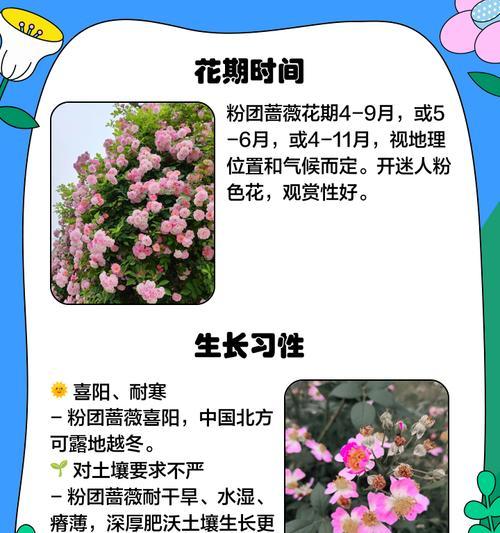蔷薇花的施肥技巧是什么？它需要哪些肥料？