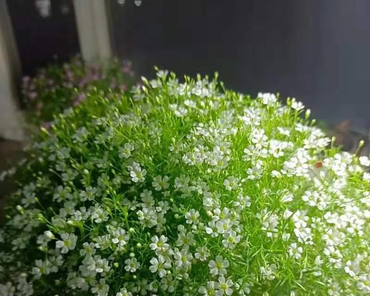 满天星种子的外观特征是什么？