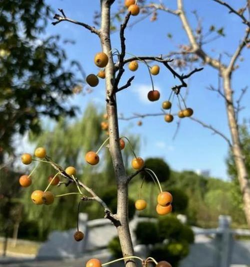 秋天可以种什么植物？秋季适合种植的植物有哪些？