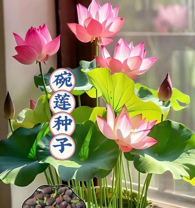 碗莲适合什么季节种？最佳种植时间是什么时候？