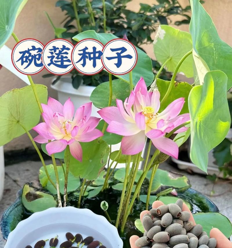 碗莲适合什么季节种？最佳种植时间是什么时候？