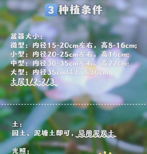 碗莲适合什么季节种？最佳种植时间是什么时候？