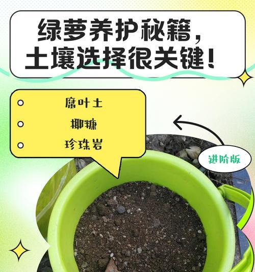 绿萝上什么肥料长的快？绿萝的施肥方法有哪些？