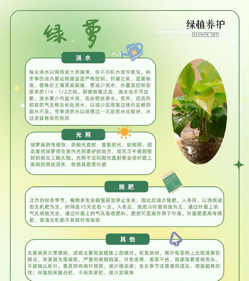 绿萝的养护方法和常见问题解答是什么？