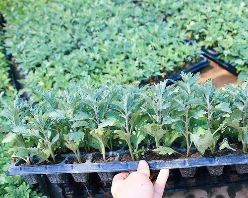 盆栽小菊花的养殖技巧是什么？