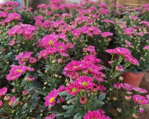 盆栽小菊花的养殖技巧是什么？