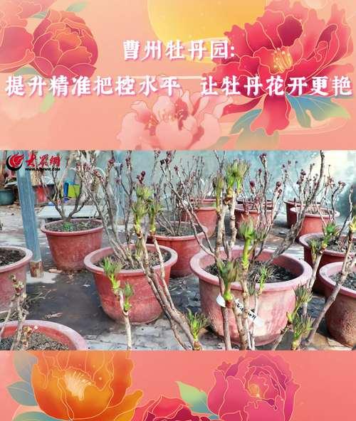 菏泽牡丹花的养殖技巧是什么？