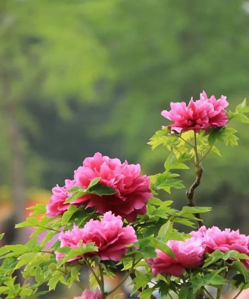 菏泽牡丹花的养殖技巧是什么？
