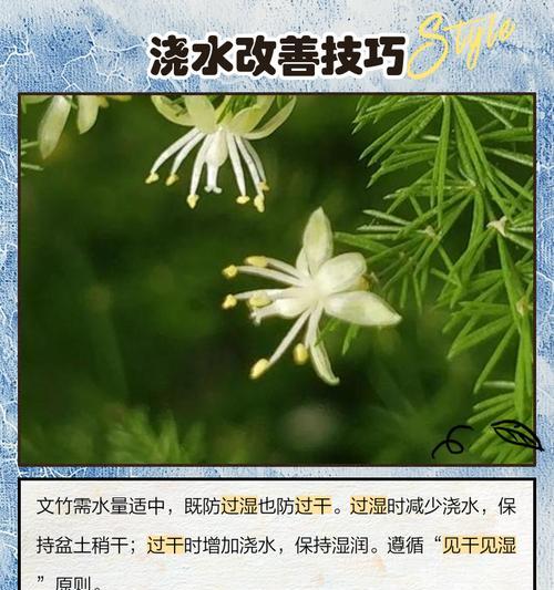 文竹的叶子黄了怎么办？找出原因并解决！