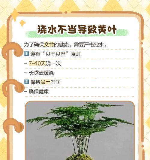 文竹的叶子黄了怎么办？找出原因并解决！