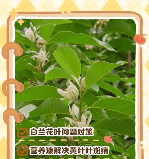 白兰花施肥的正确时机和方法是什么？