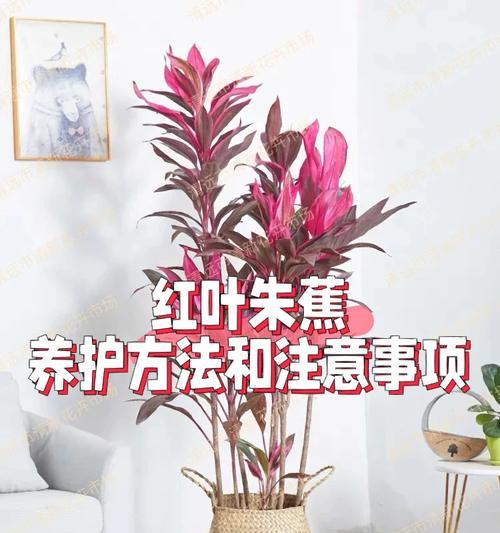 白兰花施肥的正确时机和方法是什么？