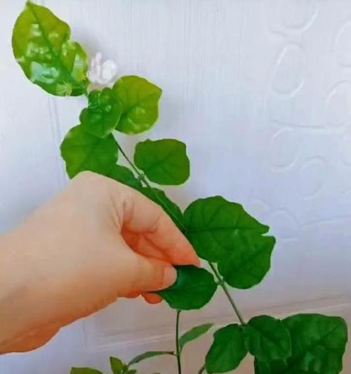 茉莉扦插的正确方法有哪些？