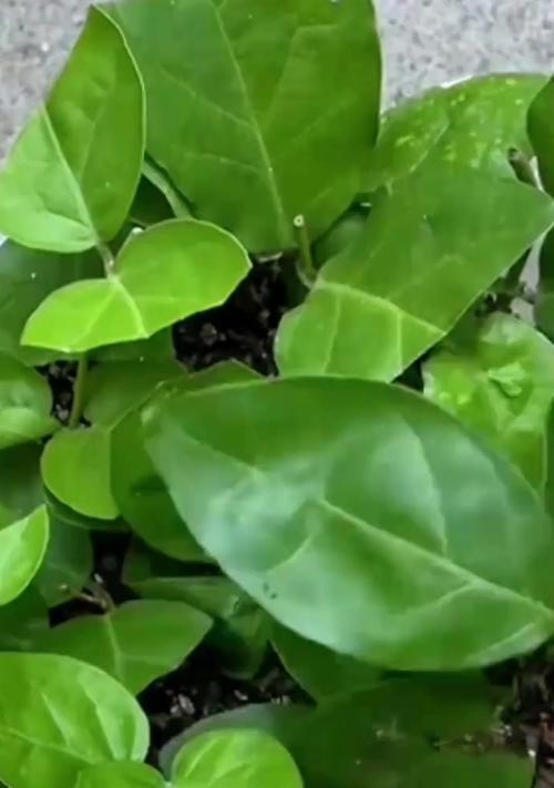 茉莉扦插的正确方法有哪些？