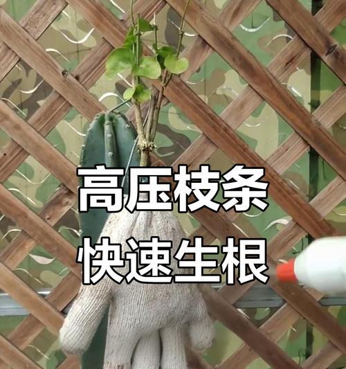 茉莉扦插的正确方法有哪些？