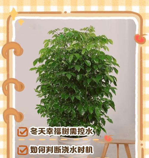 盆栽榕树浇水频率是多少？如何判断浇水时机？
