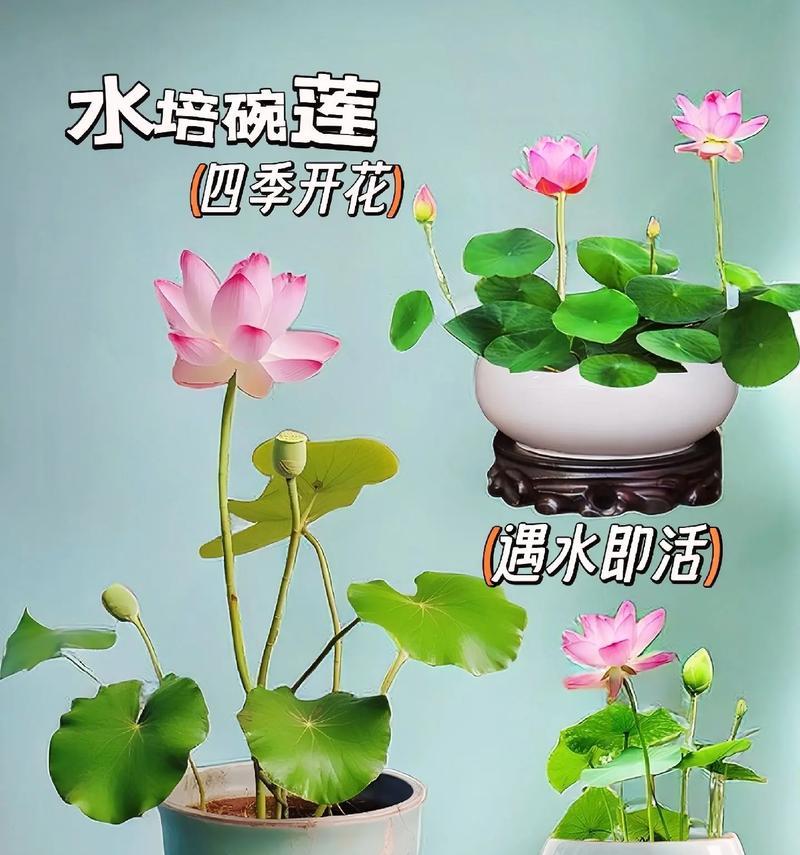 碗莲品种选择指南？哪种碗莲品种开花最美丽？