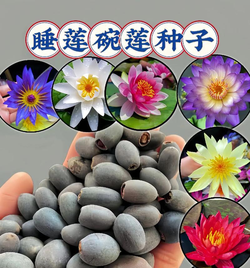 碗莲品种选择指南？哪种碗莲品种开花最美丽？