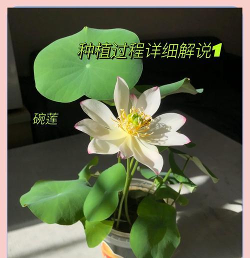 碗莲品种选择指南？哪种碗莲品种开花最美丽？