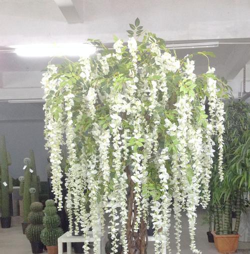看豆花盆景制作步骤是什么？