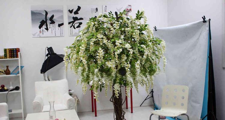 看豆花盆景制作步骤是什么？