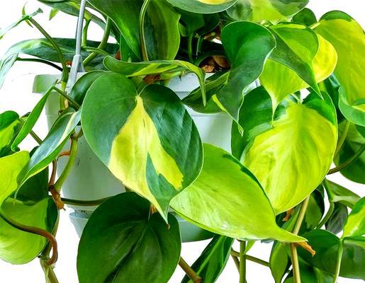 夏天适合种植哪些植物？