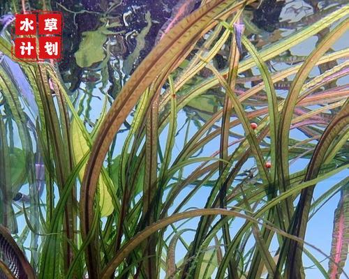 椒草的繁殖方法有哪些？如何进行有效繁殖？