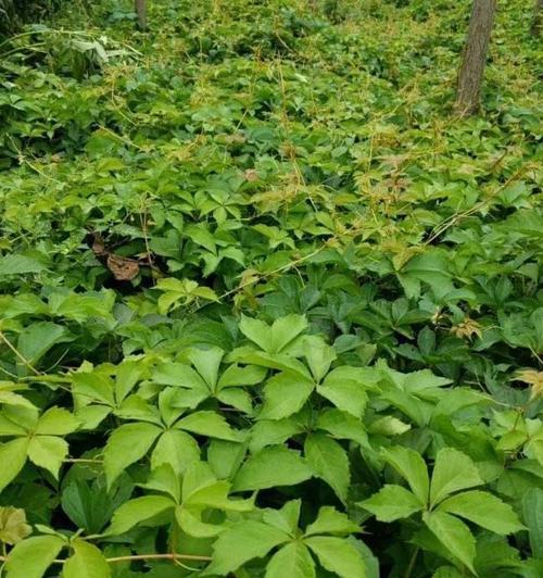 爬山虎移栽的最佳季节是什么时候？