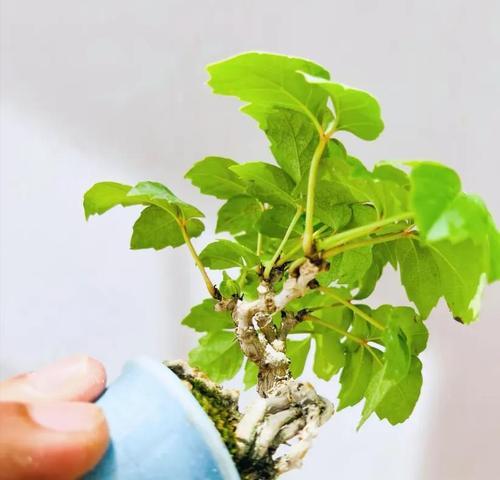 爬山虎移栽的最佳季节是什么时候？
