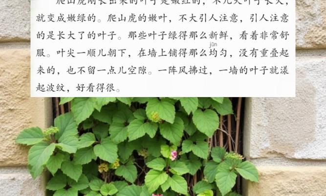 爬山虎移栽的最佳季节是什么时候？