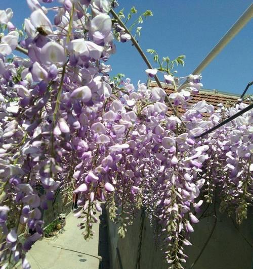 庭院适合种植哪些花卉？庭院花卉有哪些选择？