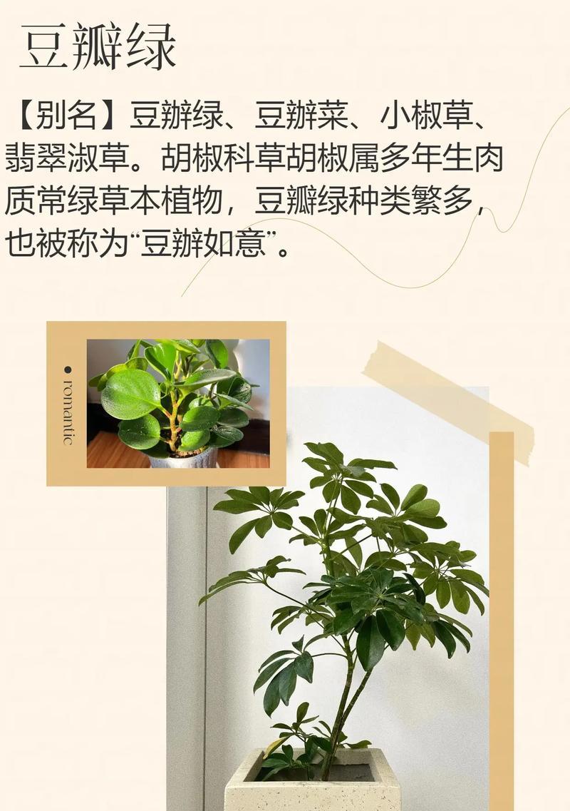 鹅掌柴的繁殖方法和步骤是什么？