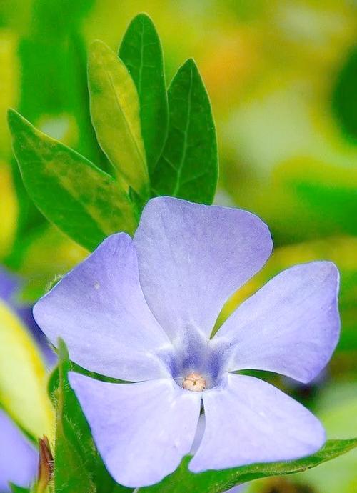花叶蔓长春花的养殖要点是什么？